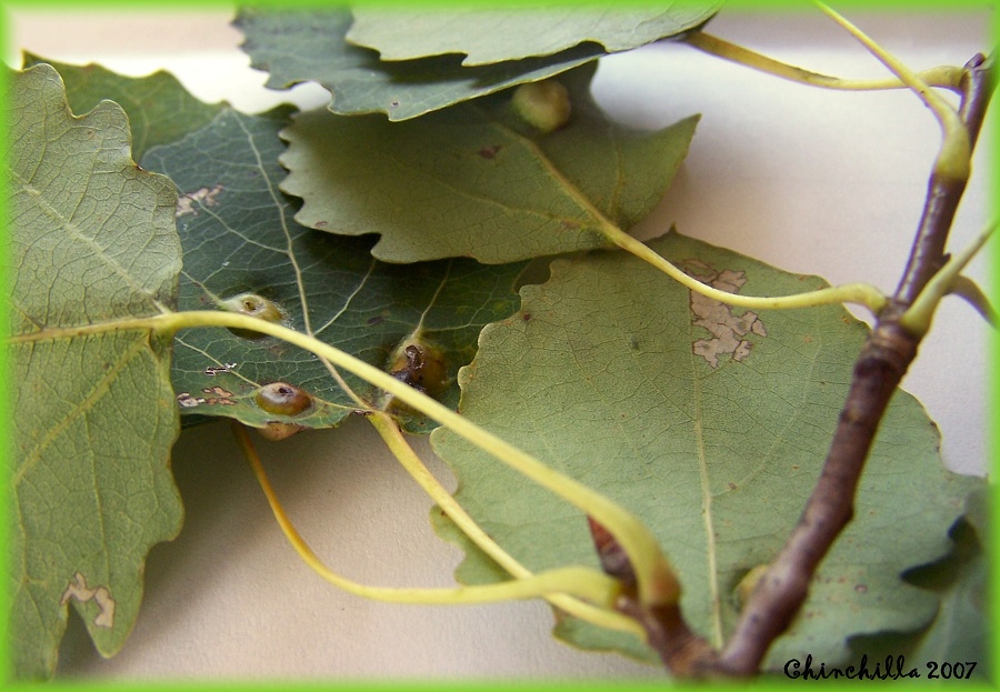 Lasioptera populnea 